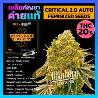 เมล็ดพันธุ์กัญชา Critical 2.0 Auto Feminised Cannabis Seeds เพศเมีย เมล็ดกัญชานอก เมล็ดค่าย Blimburn แท้100% แบ่งขาย