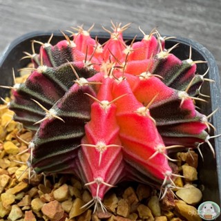 (G18) ต้นยิมโนด่าง คัดพิเศษ ไม้เมล็ด - (gymnocalycium) - แคคตัส/ง่าย ปลูก สวนครัว เมล็ด/ต้นอ่อน 3B8U