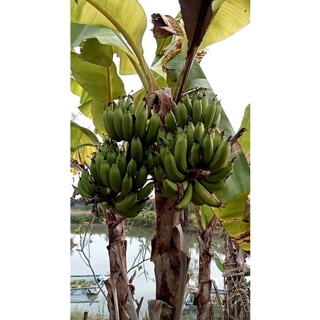 ถูกสุด256ต่อหน่อกล้วยมาฮอยลักษณะเด่นมีหลายเครือแบบขุดสด