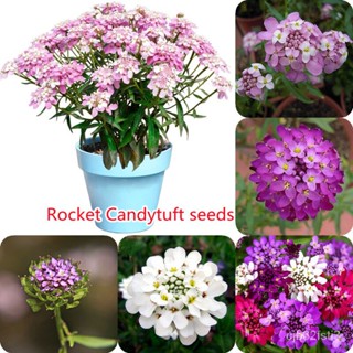 （คุณภาพสูง เมล็ด）ปลูกง่าย 100 เมล็ด/ซอง Rocket Candytuft Seeds ต้นไม้ฟอกอากาศ เมล็ดบอนสี ต้นไ/ง่าย ปลูก สวนครัว /มะระ OQ