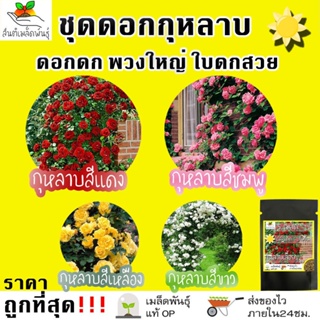 ผลิตภัณฑ์ใหม่ เมล็ดพันธุ์ จุดประเทศไทย ❤เมล็ดพันธุ์เมล็ดอวบอ้วน ชุด ดอกกุหลาบ ขายดีที่สุด ดอกดก พวงใหญ่ ใบดกสวย  ค/ง่าย