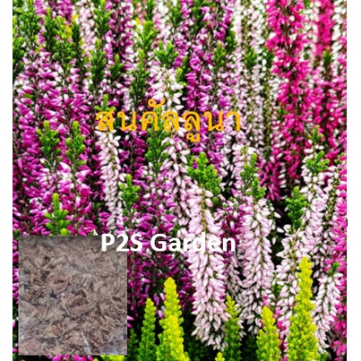 CALLUNA VULGARIS SEEDS - Heather - Multicolor สนคัลลูนา | Shopee Thailand