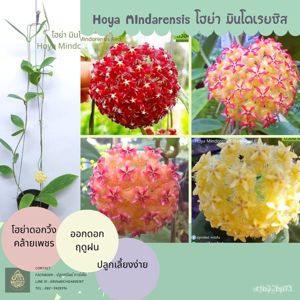 ผลิตภัณฑ์ใหม่-เมล็ดพันธุ์-จุดประเทศไทย-ต้นโฮย่า-มินโดเรนซิส-hoya-mondodrensis-red-amp-lite-yellowเมล็ดอวบอ้วน-100-กะเพรา