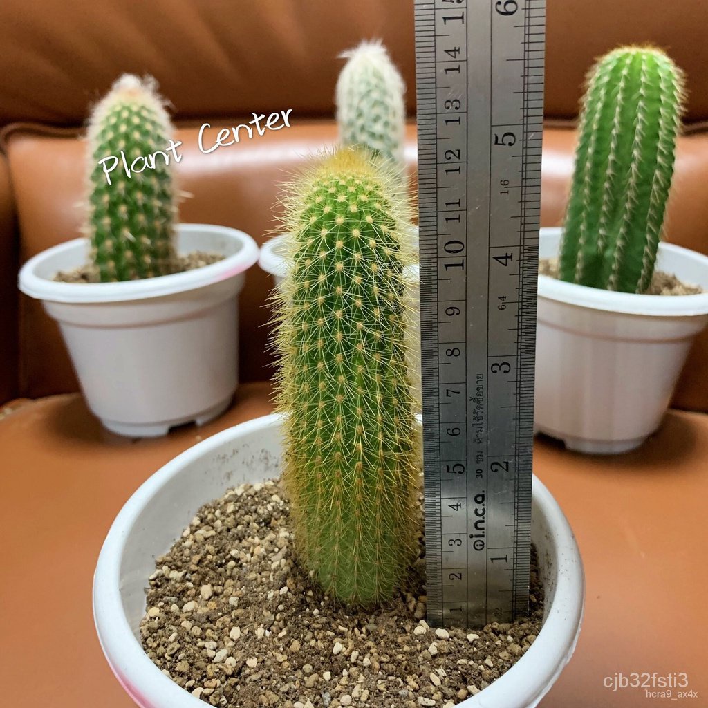 เมล็ดพันธุ์-ดอก-คะน้า-จุดประเทศไทย-กระบองเพชรไม้ลำ-แคคตัส-cactus-weberbauerocereus-johnsonii-f-ritter-11-1-คละ-ง่ายครั