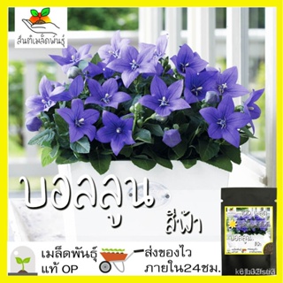 อินทรีย์ ใหม่ สายพันธุ์ 2022เมล็ดอวบอ้วน ดอกบอลลูน สีฟ้า 100 เมล็ด Blue Balloon Flower เมล็ดอวบอ้วนแท้100% นำเข้/ต้นอ่อน