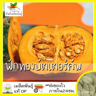 ผลิตภัณฑ์ใหม่ เมล็ดพันธุ์ เมล็ดพันธุ์คุณภาพสูงในสต็อกในประเทศไทยเมล็ดอวบอ้วน ฟักทองบัตเตอร์คัพ 20 เมล็ด Burgess /งอก MW8