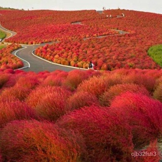 （คุณภาพสูง เมล็ด）เมล็ดพันธุ์ พุ่มไม้เพลิง โคเชีย (Kochia Trichophylla) บรรจุ 50 เมล็ด/ง่าย ปลูก สวนครัว เมล็ด/กะเพรา ULG