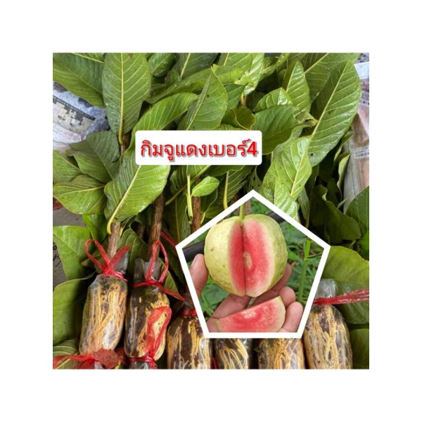 กิ่งตอน-ฝรั่งกิมจูแดงเบอร์4