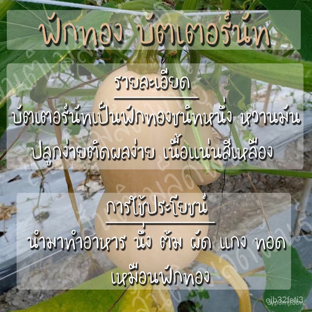 ผลิตภัณฑ์ใหม่-เมล็ดพันธุ์-เมล็ดพันธุ์คุณภาพสูงในสต็อกในประเทศไทยเมล็ดอวบอ้วน-ฟักทองบัตเตอร์นัท-25-เมล็ด-waltham-ง่าย-4g