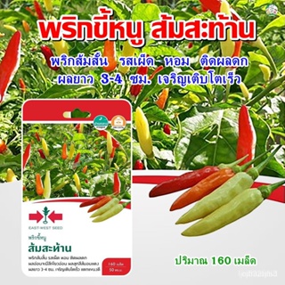 ผลิตภัณฑ์ใหม่ เมล็ดพันธุ์ เมล็ดพันธุ์คุณภาพสูงในสต็อกในประเทศไทย พร้อมส่ง️ใหม่! เมล็ดอวบอ้วนพริกขี้หนู ส้มสะท้าน/กะเพรา