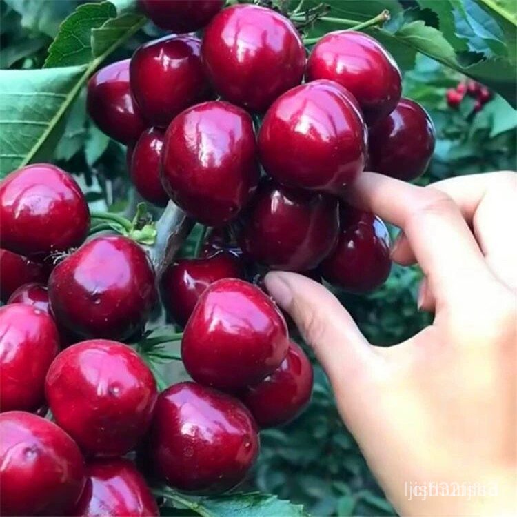 ผลิตภัณฑ์ใหม่-เมล็ดพันธุ์-จุดประเทศไทย-easy-to-grow-sweet-cherry-seeds-for-planting-30-seeds-per-pack-high-ต้นอ่อน