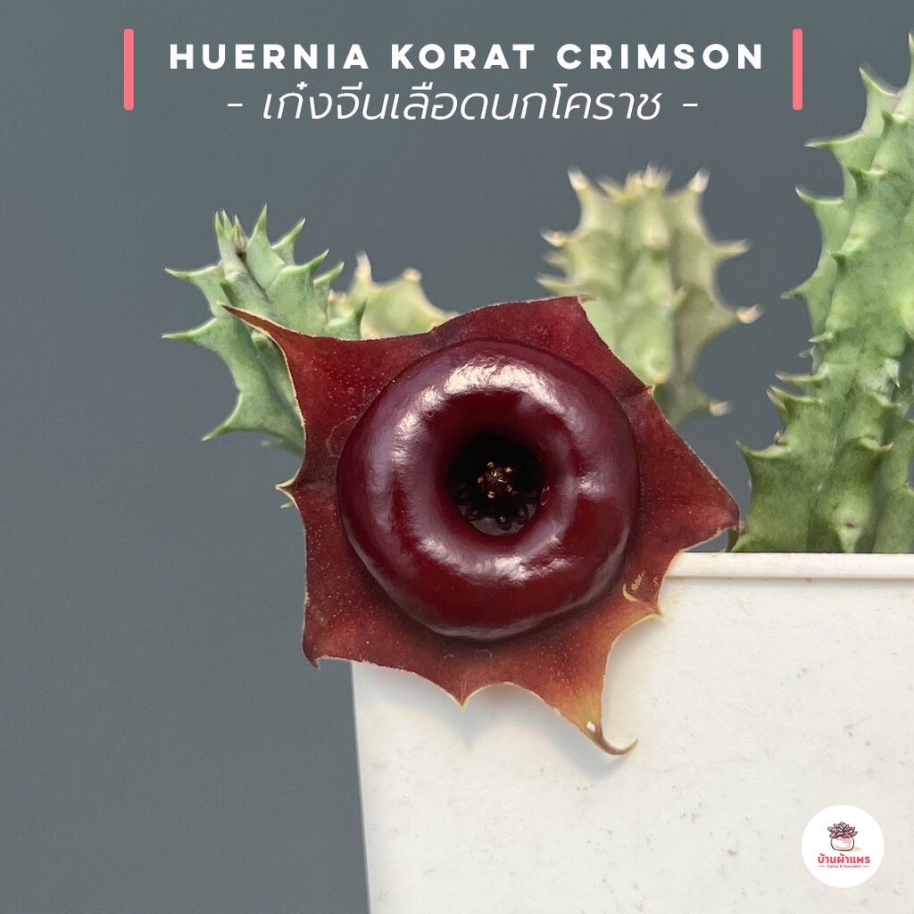 เก๋งจีนเลือดนกโคราช-huernia-korat-crimson-แคคตัส-กระบองเพชร-cactus-amp-succulent