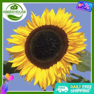 ผลิตภัณฑ์ใหม่ เมล็ดพันธุ์ จุดประเทศไทย ❤[Green House] Giant Sunflower Seeds for Planting Vegetable Plants (12 S /ง่าย ZG