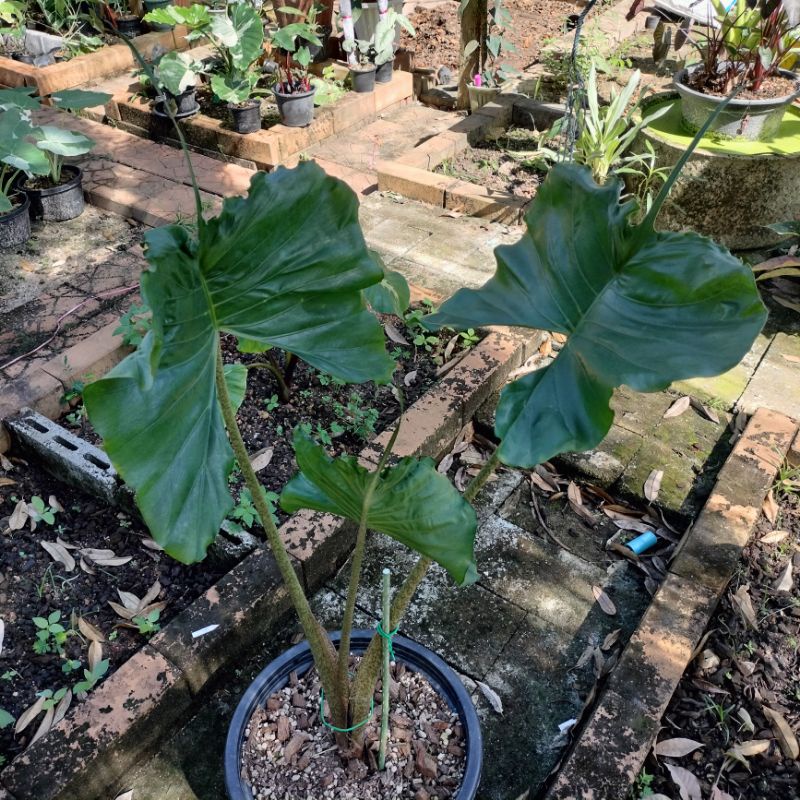 อโลคาเซีย-สติงเรย์-หางกระเบน-alocasia-stingray