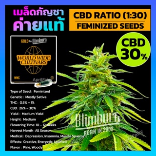 เมล็ดพันธุ์กัญชา CBD Ratio (1:30) Feminised Cannabis Seeds เพศเมีย เมล็ดกัญชานอก เมล็ดค่าย Blimburn แท้100% แบ่งขาย