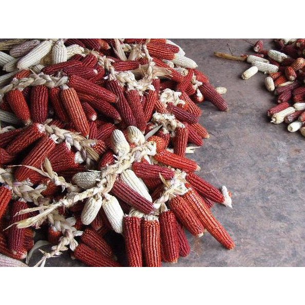 คุณภาพสูง-เมล็ด-เมล็ดข้าวโพดแดง-red-corn-seeds-ข้าวโพดหวานอร่อย-เมล็ดพันธุ์คุณภาพ-ลดราคาปลูก-ง่าย-ปลูก-สวนครัว-ง่าย-tn