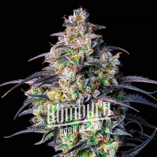 เมล็ดพันธุ์กัญชา Mimosa Cake Auto Feminised Cannabis Seeds เพศเมีย เมล็ดกัญชานอก เมล็ดค่าย Blimburn แท้100% แบ่งขาย