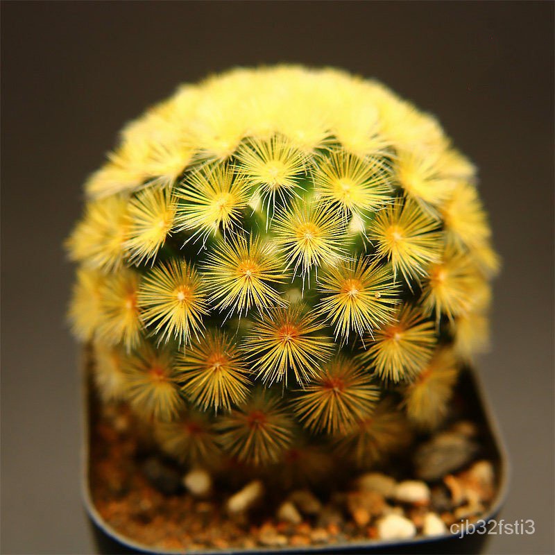 คุณภาพสูง-เมล็ด-โอพันเทีย-cactus-seeds-บอนสี-100เมล็ด-ต้นกระบองเพชรขนาดมินิ-กระบองเพชร-แคคตัส-ซัคคิวเลนท์-ตกแต่-มะระ-qr