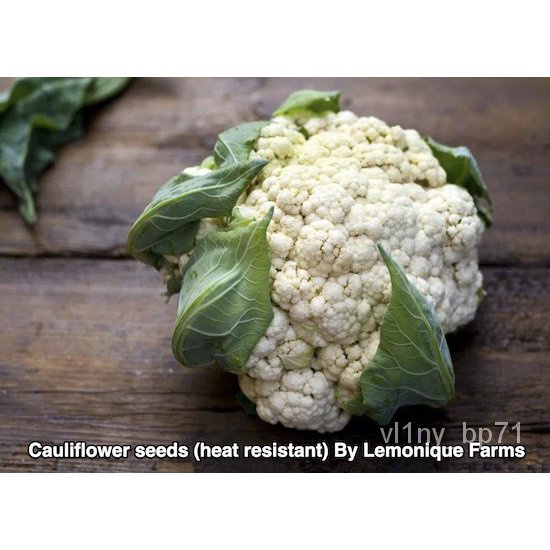 ผลิตภัณฑ์ใหม่-เมล็ดพันธุ์-จุดประเทศไทย-cauliflower-seeds-heat-resistant-เมล็ดอวบอ้วน-100-รอคอยที่จะให้ความสนใ-ต้นอ่อน