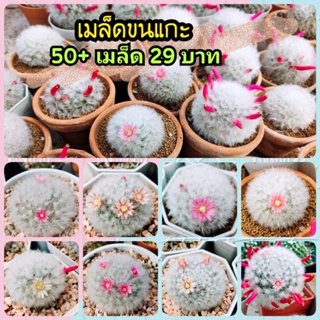 ภาพย่อรูปภาพสินค้าแรกของ200+S/99บาท เมล็ดขนแกะ รอบเก็บเมล็ด 30/1/2023 เมล็ดกระบองเพรช