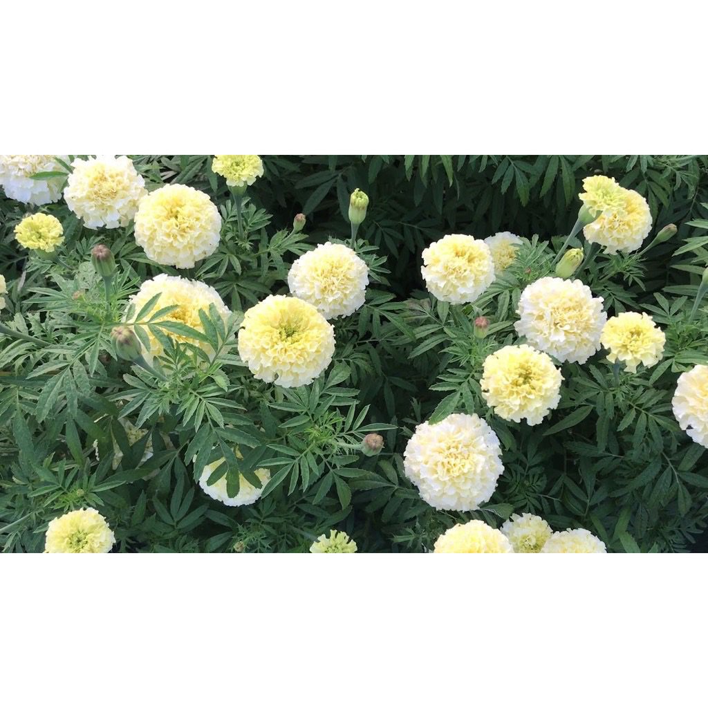 ผลิตภัณฑ์ใหม่-เมล็ดพันธุ์-2022เมล็ดพันธุ์-ดาวเรืองสีขาว-white-african-marigold-บรรจุ-10-และ-40-เมล็ด-pgka-คละ-สว-i6os