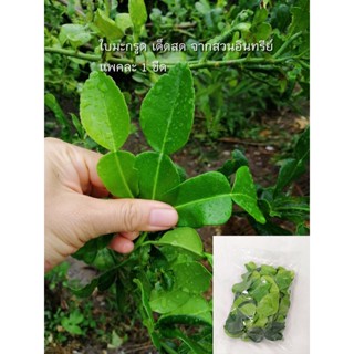 ใบมะกรูด ใบมะกรูดสดจากสวนออร์กานิก ปลอดภัยไร้สารเคมี Kaffir leaves from organic farm