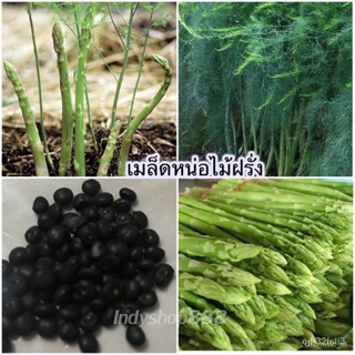 ผลิตภัณฑ์ใหม่ เมล็ดพันธุ์ เมล็ดพันธุ์คุณภาพสูงในสต็อกในประเทศไทย พร้อมส่งหน่อไม้ฝรั่ง 20 เมล็ด [ 10 เเถม 1 คละไ /ง่าย RQ
