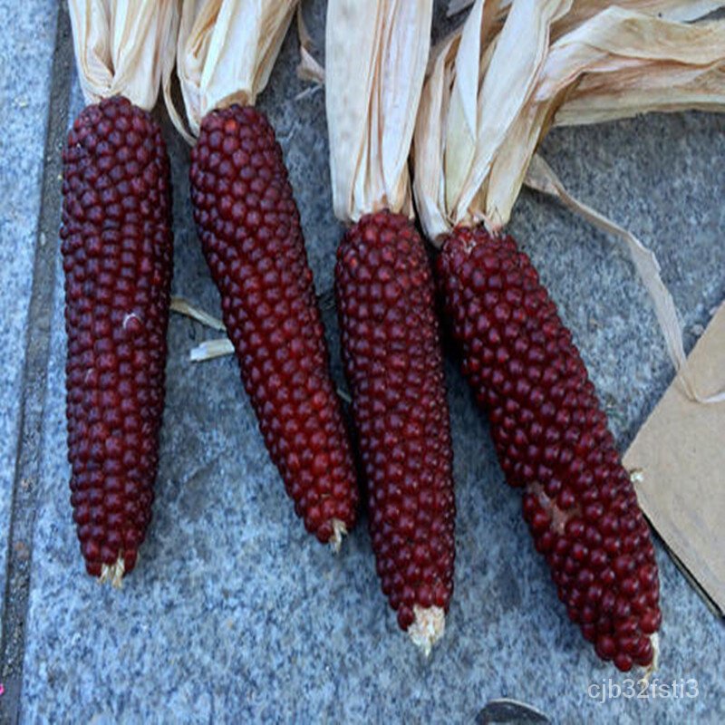 คุณภาพสูง-เมล็ด-เมล็ดข้าวโพดแดง-red-corn-seeds-ข้าวโพดหวานอร่อย-เมล็ดพันธุ์คุณภาพ-ลดราคาปลูก-ง่าย-ปลูก-สวนครัว-ง่าย-tn