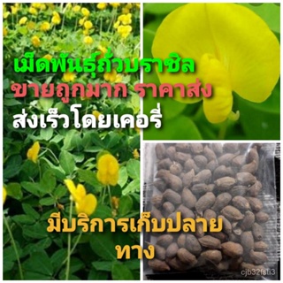 ผลิตภัณฑ์ใหม่ เมล็ดพันธุ์ จุดประเทศไทย ❤ขายส่ง ถั่วบราซิลขายถูก:เมล็ดอวบอ้วนถั่วบราซิล(บรรจุ300เมล็ด แถมอีก 50เ /งอก LTL