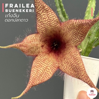 เก๋งจีน ดอกปลาดาว Stapelia Gigantea แคคตัส กระบองเพชร cactus&succulent