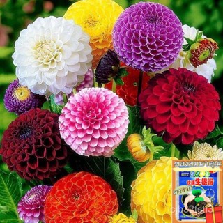 （คุณภาพสูง เมล็ด）【ดอกรักเมล็ด】Dahlia Flower seeds 100 เมล็ดพันธุ์ ต้นไม้ฟอกอากาศ ต้นไม้ประดับ เมล็ดบ/ง่าย ผัก ป/คะน 2H6E