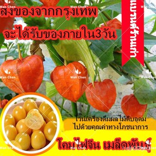 ผลิตภัณฑ์ใหม่ เมล็ดพันธุ์ 2022100 เมล็ด Lantern Fruits Seeds ต้นไม้มงคล ต้นไม้ประดับ พันธุ์ไม้ผล เมล็ดอวบอ้วน พั/ต้นอ่อน