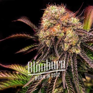 เมล็ดพันธุ์กัญชา Ice Cream Cake Feminised Cannabis Seeds เพศเมีย เมล็ดกัญชานอก เมล็ดค่าย Blimburn แท้100% แบ่งขาย