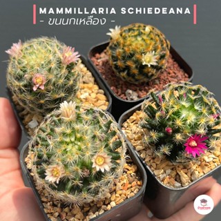 ขนนกเหลือง Mammillaria Schiedeana กระบองเพชร แคคตัส ไม้อวบน้ำ cactus&amp;succulent