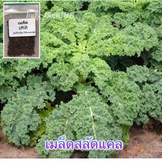 เมล็ดพันธุ์ ผักเคลใบหยิก คะน้าใบหยิก 100 เมล็ด [10 แถม 1 คละได้]/ง่าย ปลูก สวนครัว เมล็ด/มะระ HKFQ