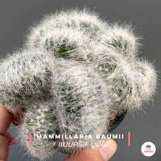 แมมบูมิไอคริส Mammillaria Baumii cristata กระบองเพชร แคคตัส ไม้อวบน้ำ cactus&amp;succulent