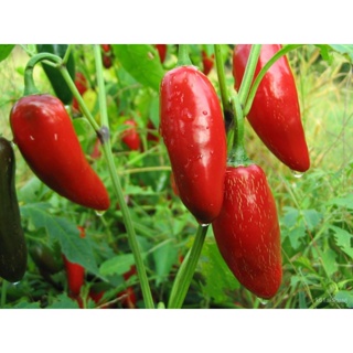 เมล็ดพันธุ์ ใหม่ สายพันธุ์ จุดประเทศไทย ❤Hot Pepper Seeds / Jalapeno (76 seeds)เมล็ดอวบอ้วน 100% รอคอยที่จะให้คว/ต้นอ่อน