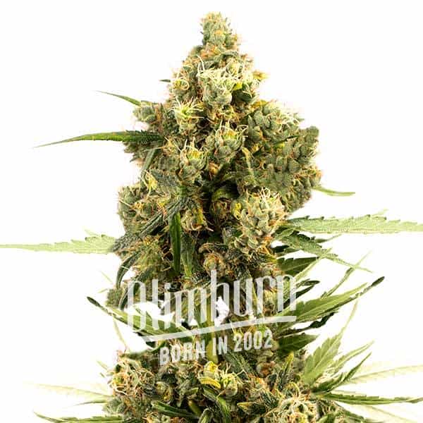 เมล็ดพันธุ์กัญชา-cannatonic-feminised-cannabis-seeds-เพศเมีย-เมล็ดกัญชานอก-เมล็ดค่าย-blimburn-แท้100-แบ่งขาย