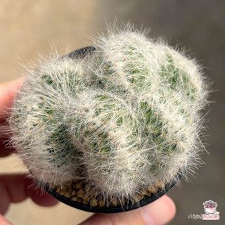 ผลิตภัณฑ์ใหม่ เมล็ดพันธุ์ จุดประเทศไทย ❤เมล็ดพันธุ์แมมคริส บูมิไอ Mammillaria Baumii cristata กระบองเพชร แคคตัส /กะเพรา