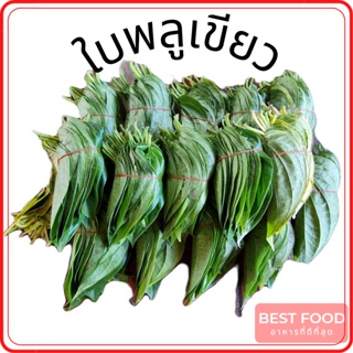 ใบพลูเขียว พลูกินหมาก ใบพลูไหว้ green betel leaf, betel nut, betel nut leaves Set of 20 cards