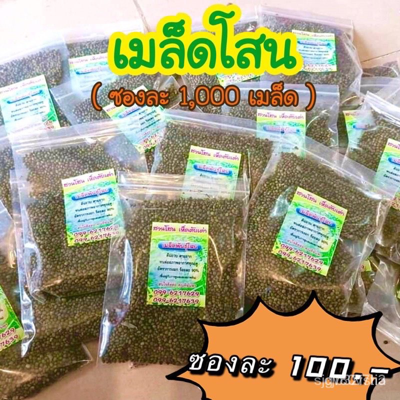ผลิตภัณฑ์ใหม่-เมล็ดพันธุ์-เมล็ดพันธุ์คุณภาพสูงในสต็อกในประเทศไทย-พร้อมส่ง-ะให้ความสนใจของคุณเมล็ดดอกโสนพันธุ์ให-งอก-wmc