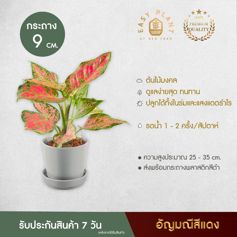 อัญมณีสีแดง-aglaonema-ต้นอัญมณีสีแดง-ต้นไม้นิมิมอล-ต้นไม้ฟอกอากาศ-ต้นไม้มงคล-ประดับตกแต่งบ้านและสวน-สวยงาม-easyplant