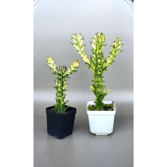 สลัดไดด่าง-euphorbia-trigona-กระถาง-4-5-นิ้ว-ยูโฟเบียด่าง