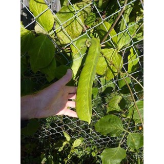 （คุณภาพสูง เมล็ด）เมล็ด ถั่วพร้า ( Sword Bean Canavalia) บรรจุ 8-10 เมล็ด/ง่าย ปลูก สวนครัว เมล็ด/ต้นอ่อน G2NR