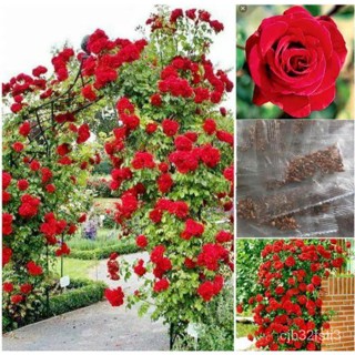 （คุณภาพสูง เมล็ด）เมล็ดพันธุ์ กุหลาบเลื้อย กุหลาบ สีแดง 200 เมล็ด Red Rose Seed เมล็ดพันธุ์/ง่าย ปลูก สวนครัว เมล/มะระ WV