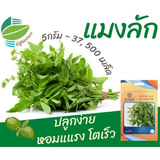 （คุณภาพสูง เมล็ด）แมงลัก (Hoary Basil)​/ง่าย ปลูก สวนครัว เมล็ด/ง่าย 2I4E