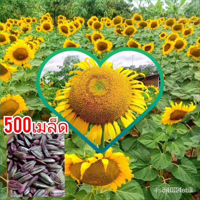 ผลิตภัณฑ์ใหม่-เมล็ดพันธุ์-เมล็ดพันธุ์คุณภาพสูงในสต็อกในประเทศไทยเมล็ดอวบอ้วนทานตะวัน-500เมล็ด-ดอกใหญ่สวยงาม-ให้ผ-มะระ-bq