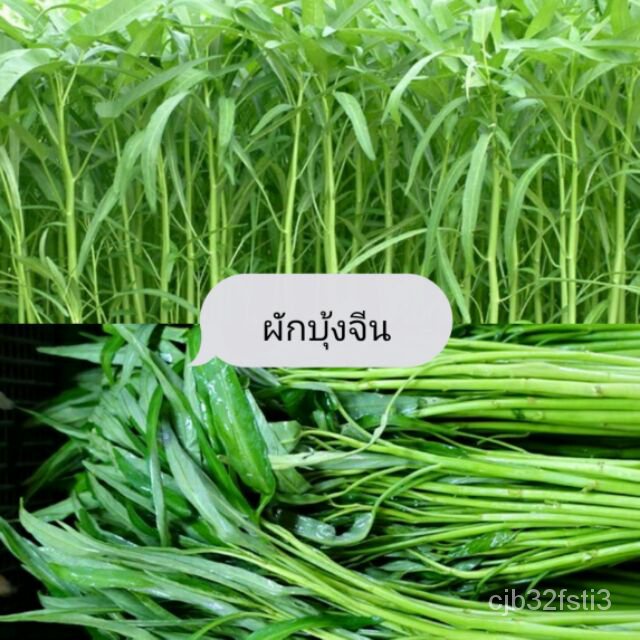 เมล็ดผักบุ้งจีน-100-เมล็ด-แบ่งขาย-งอกง่าย-ต้นงาม-ซื้อ10แถม1-คละได้-ง่าเมล็ด-งอก-ปลูก-งอกครัว-ดอก-ต้น-งอก-obgz