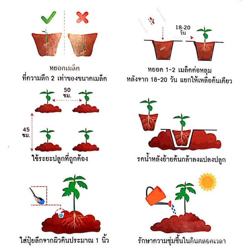 ผลิตภัณฑ์ใหม่-เมล็ดพันธุ์-เมล็ดพันธุ์คุณภาพสูงในสต็อกในประเทศไทย-พร้อมส่ง-ะให้ความสนใจของคุณsorndaeng-ผักซอง-ศ-ง่าย-kj