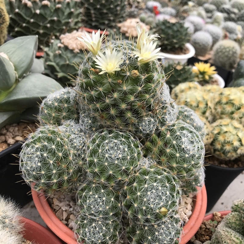 a-little-cactus-แคคตัส-กระบองเพชร-แมมดูเวอาย